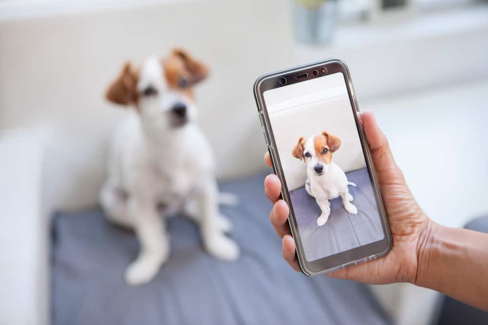 starpets shop|TikTok Search