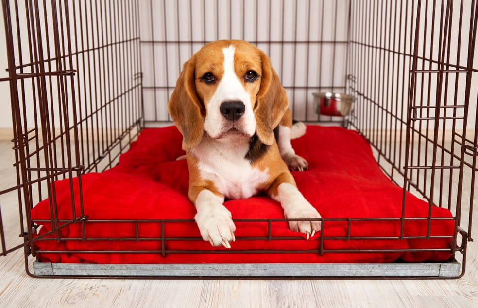 dog model